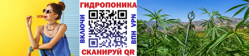 гидра зеркало  Луза  Канабис индика 